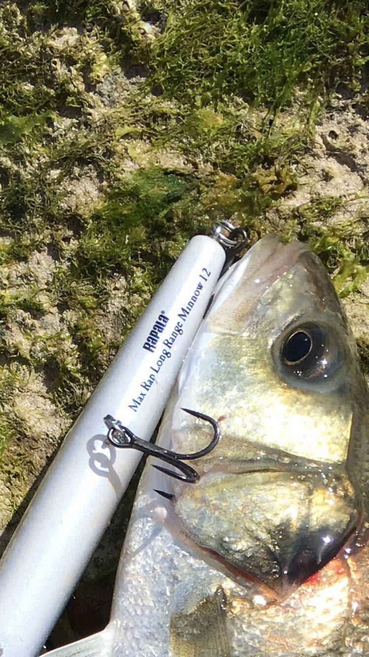 MaxRap Long Range Minnow