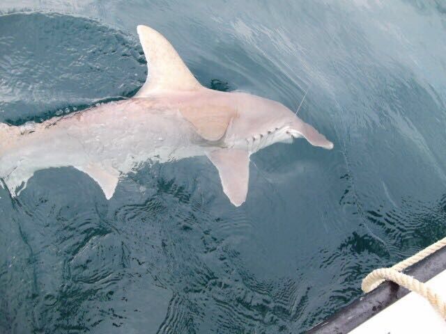 Last Great Hammerhead Shark caught, (Sphyrna Mokarran)