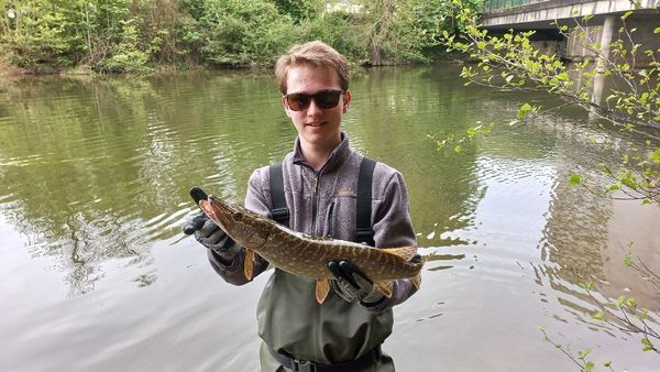 LEURRE SOUPLE SHAD A PALETTES PÊCHE AUX LEURRES ROACHSPIN 150 GARDON