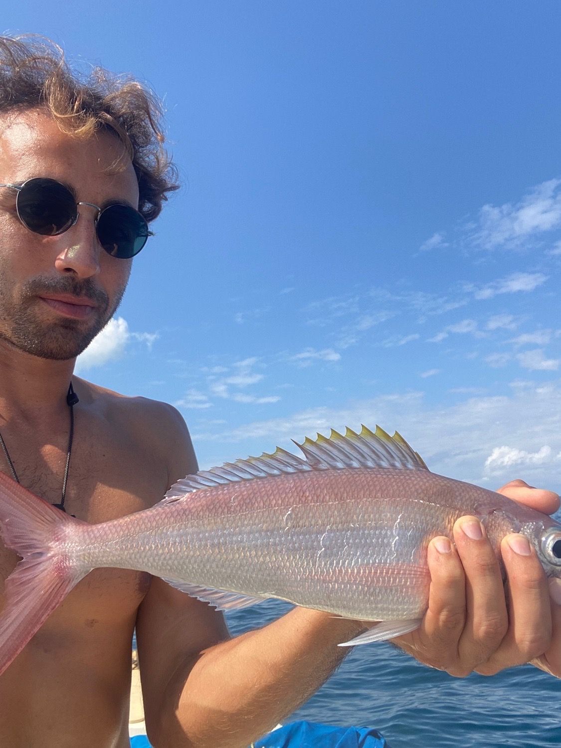 Species Card of Ironjaw Snapper