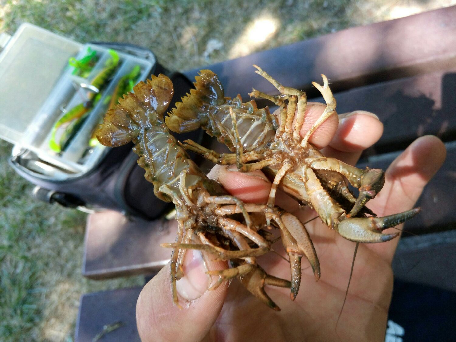 Best gear to fish White-Clawed Crayfish