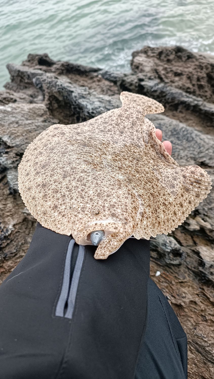 Last Turbot caught