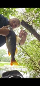 European Perch — Charly Vallence
