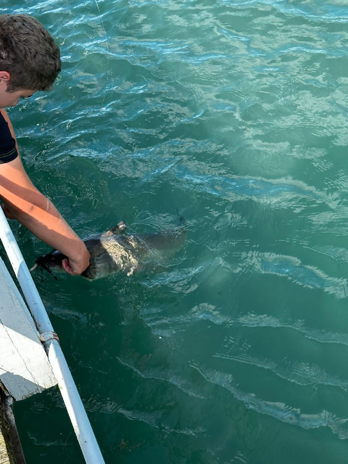 Species Card of Flathead Catfish