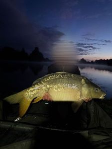 Leather Carp — Timeo Feillon