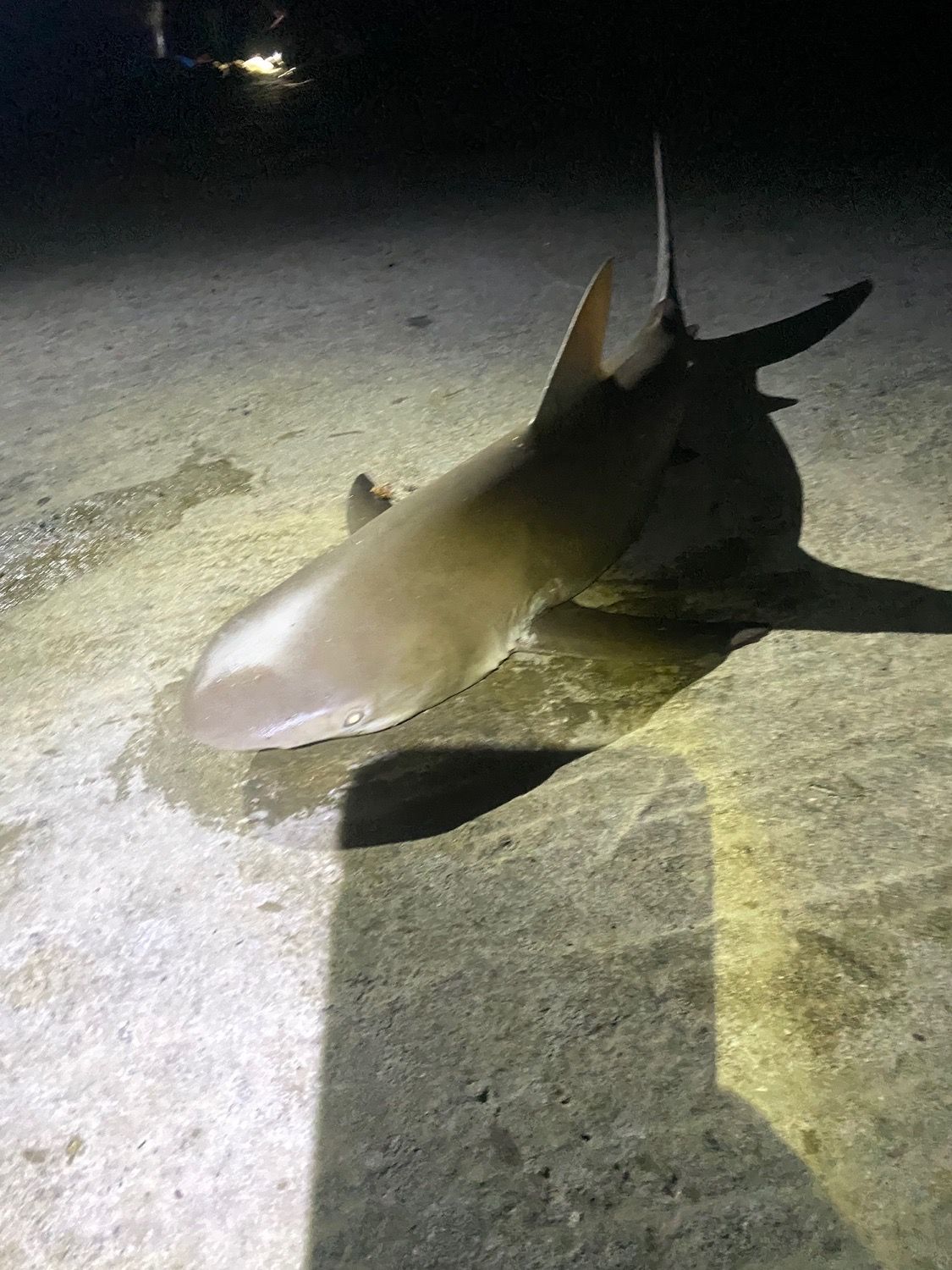 Last Lemon Shark caught