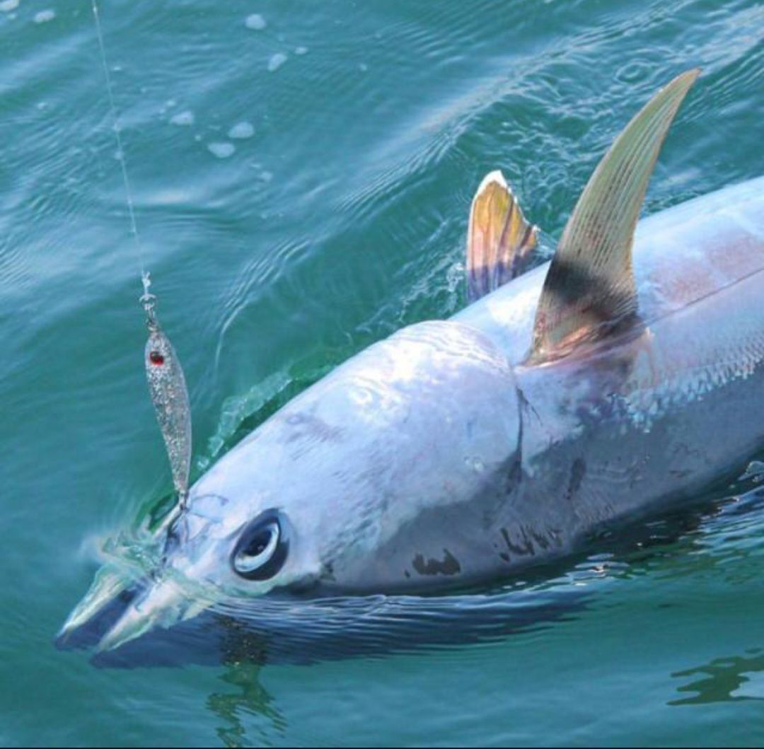 Choisir son ensemble canne / moulinet pour pêcher le thon rouge au