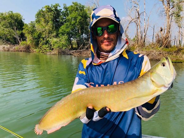 Arowana argenté • Osteoglossum bicirrhosum • Fiche poissons