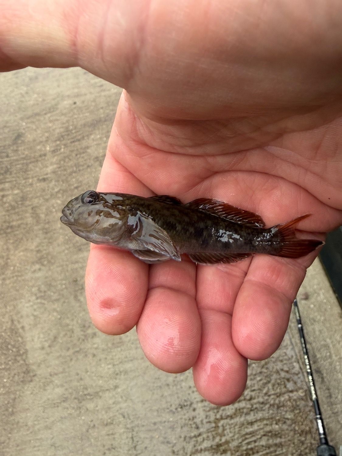 Best gear to fish Round Goby