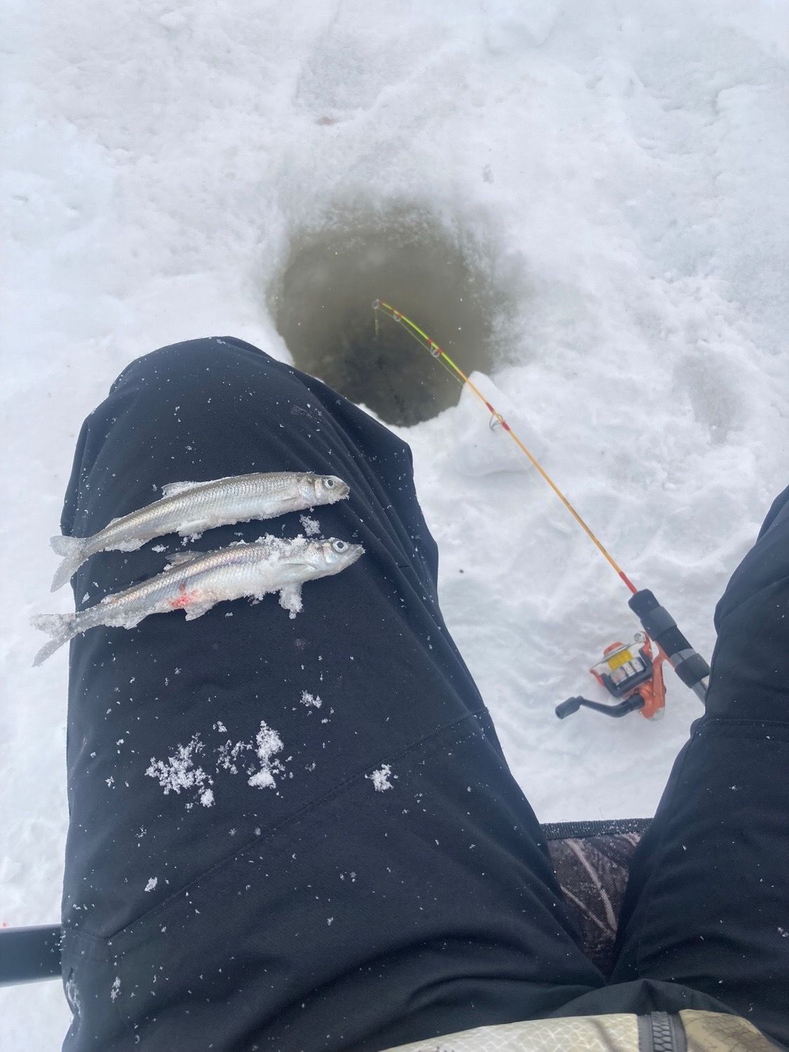 Last Rainbow Smelt caught