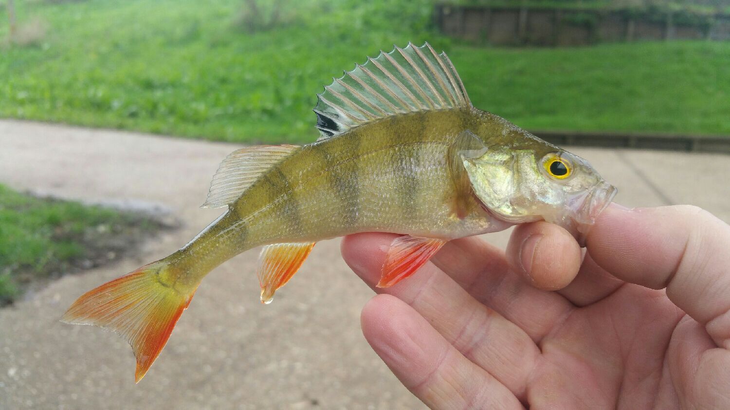 ÉMERILLON PÊCHE ROLLING BLACK NICKEL X10