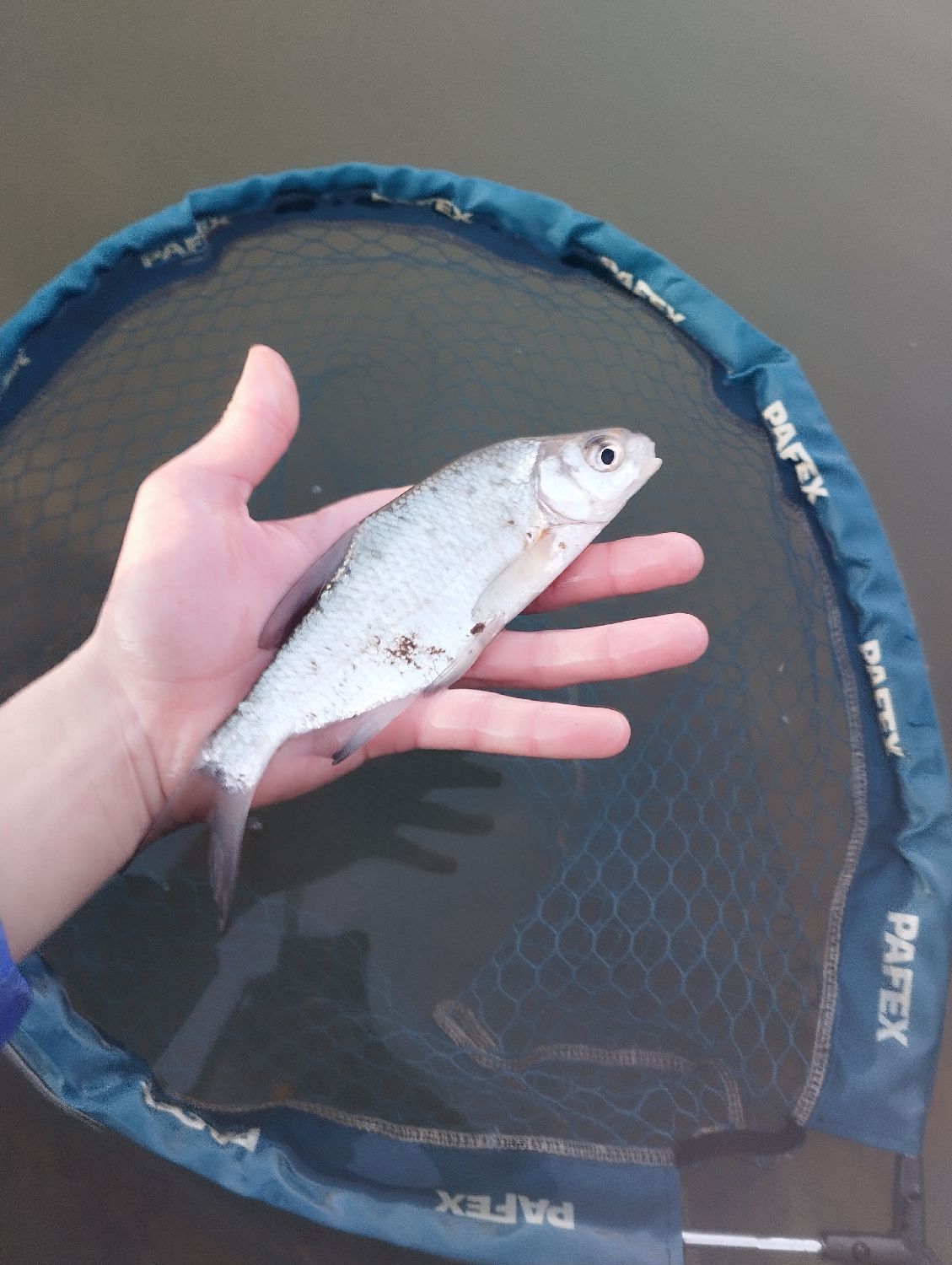 Last White bream caught