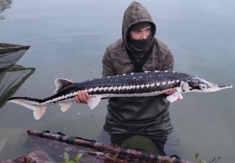 Last Starry Sturgeon caught