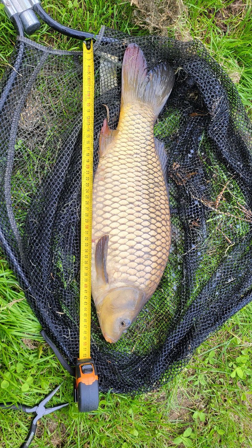 Caperlan CARP ROD POD FishFriender