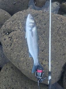 European Bass (Seabass) — David Le Nouy