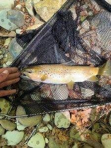 Brown Trout — mat Bjs