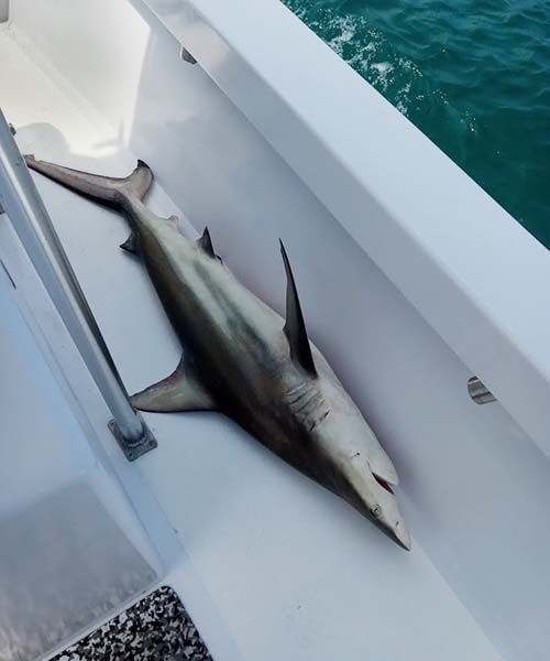 Last Blacktip Shark caught