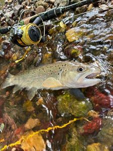 Brown Trout — sacha maille