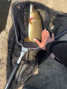 Northern Pike — Nolann Jegou