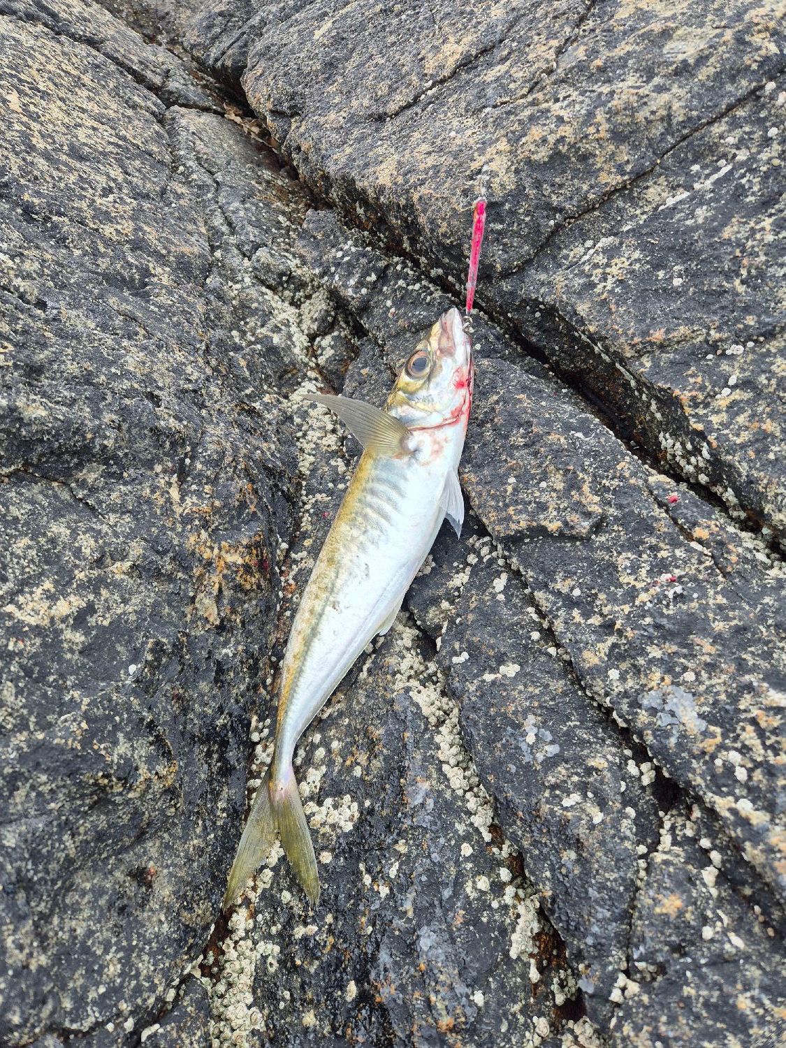 Species Card of Cape Horse Mackerel
