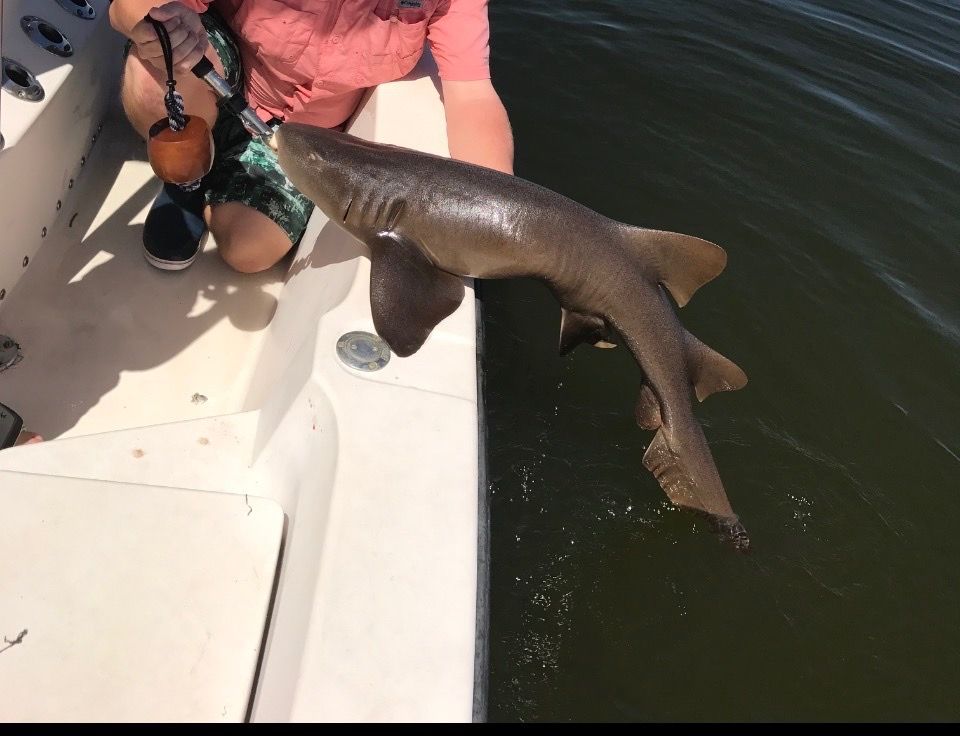 Last Nurse Shark caught