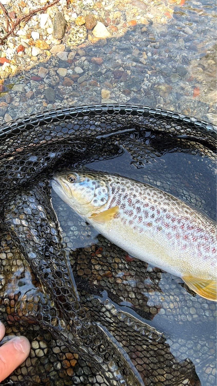 Last Marble Trout caught