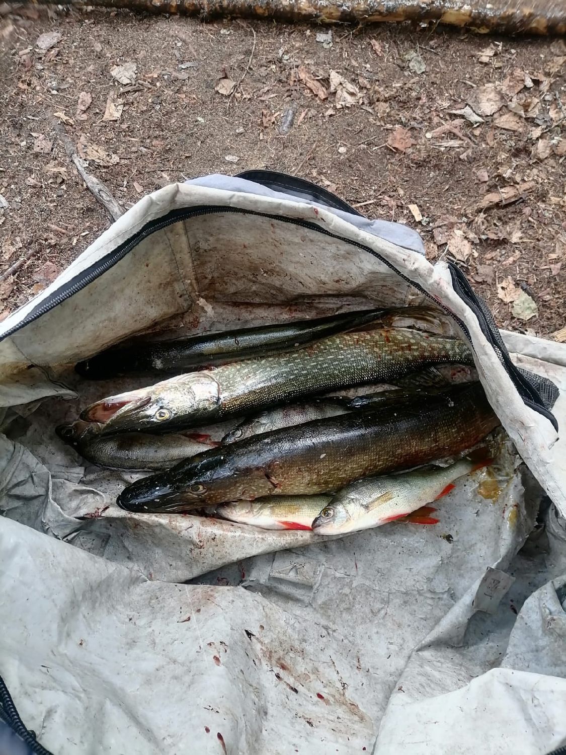 Last Alligator Gar caught, (Atractosteus Spatula)