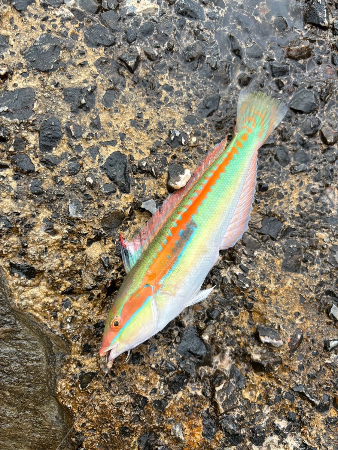 Last Mediterranean Rainbow Wrasse caught