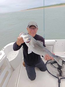 European Bass (Seabass) — anthony marie