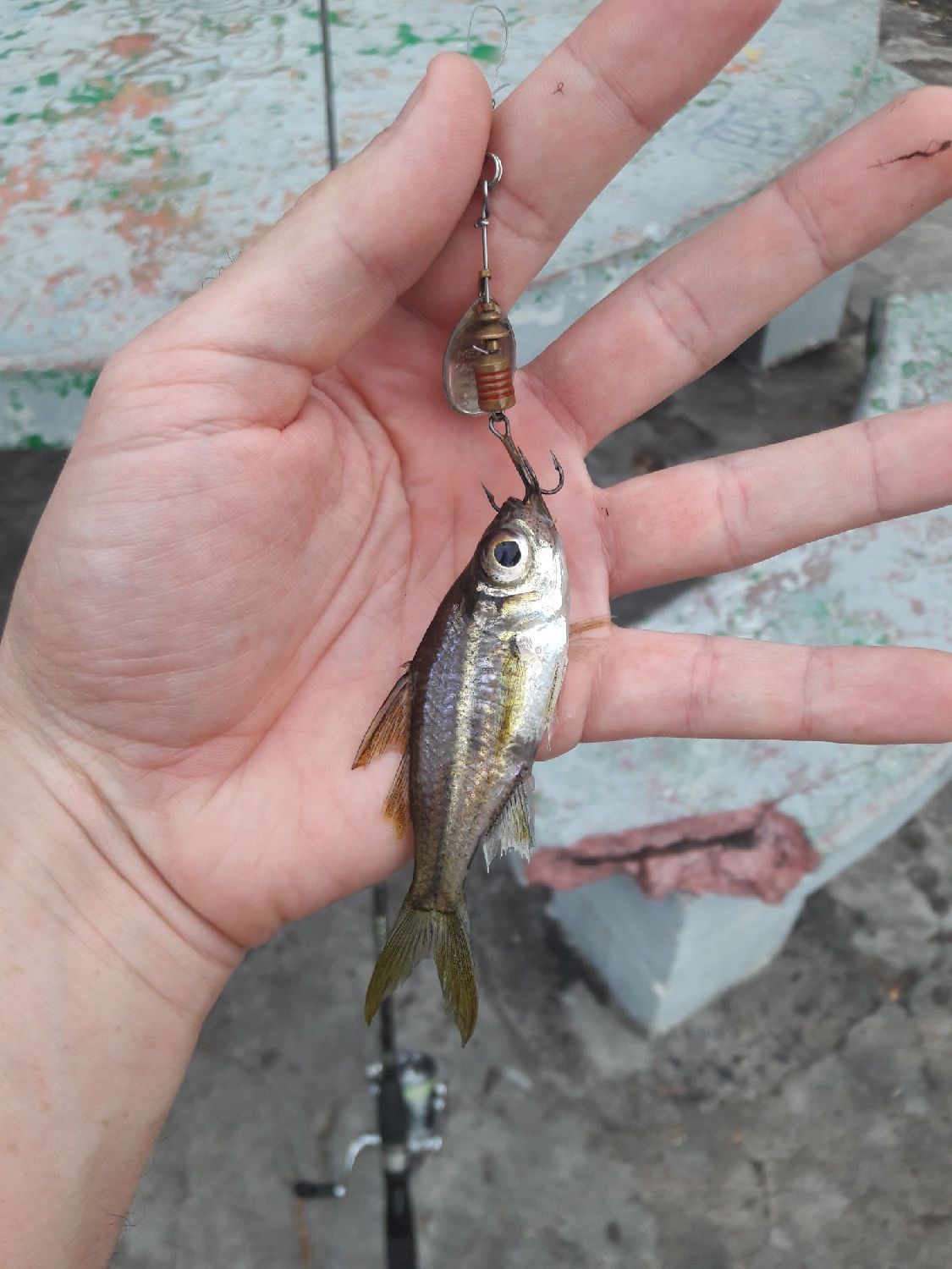 Last Banded-Tail Glassy Perchlet caught