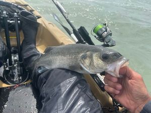 European Bass (Seabass) — Steve !!!