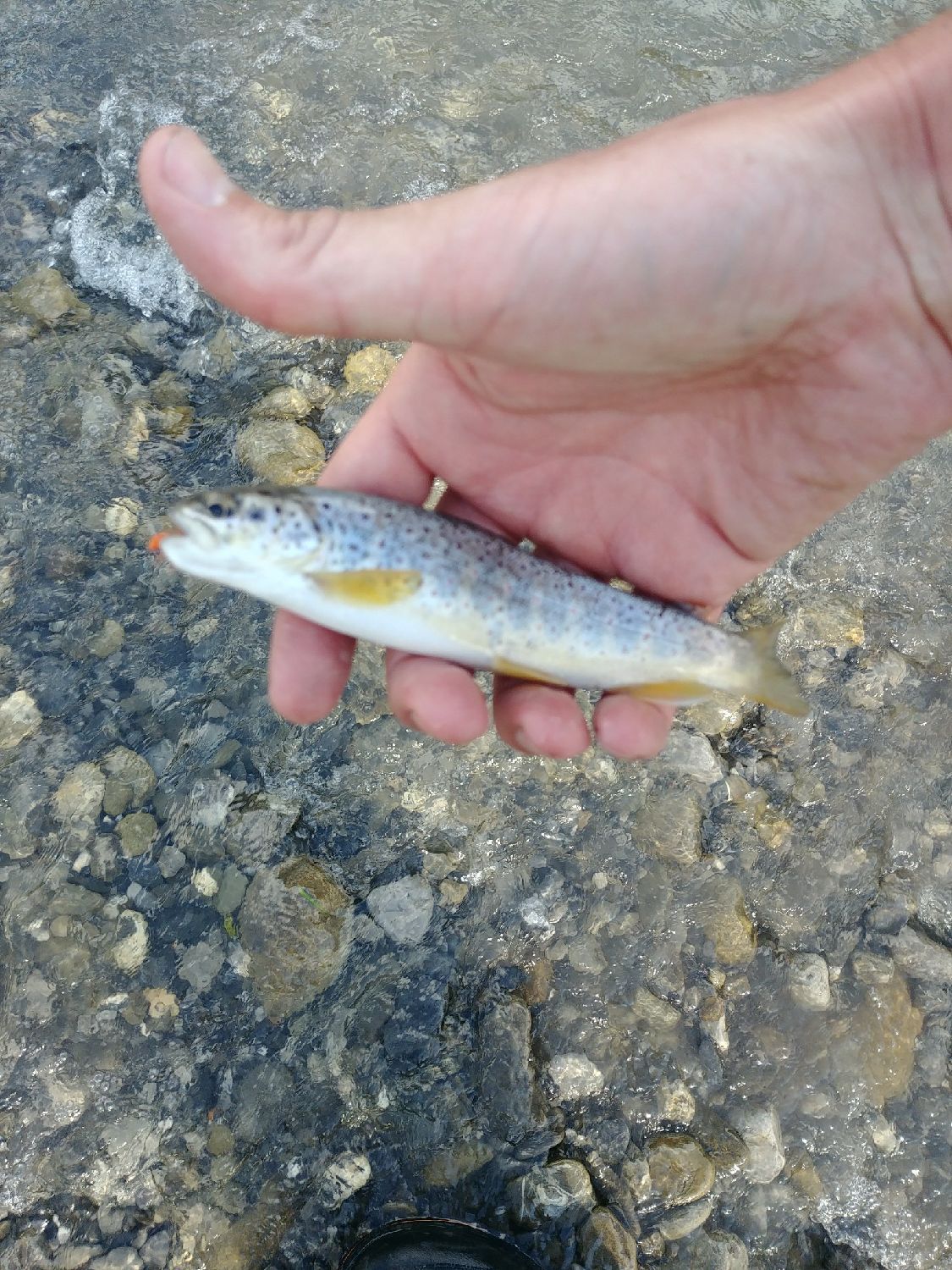 Moulinets de pêche rivière et mer - PEERLESS BAM - MOULINETS DE FRANCE