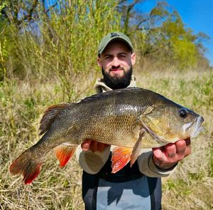 European Perch — Anthony Metaut