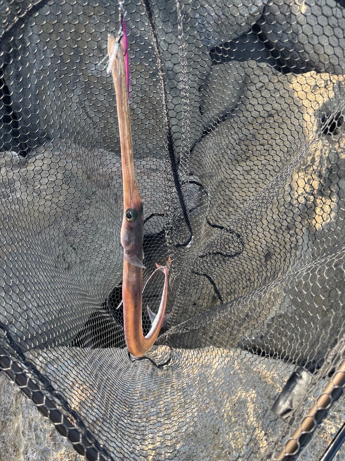 Last Bluespotted Cornetfish caught