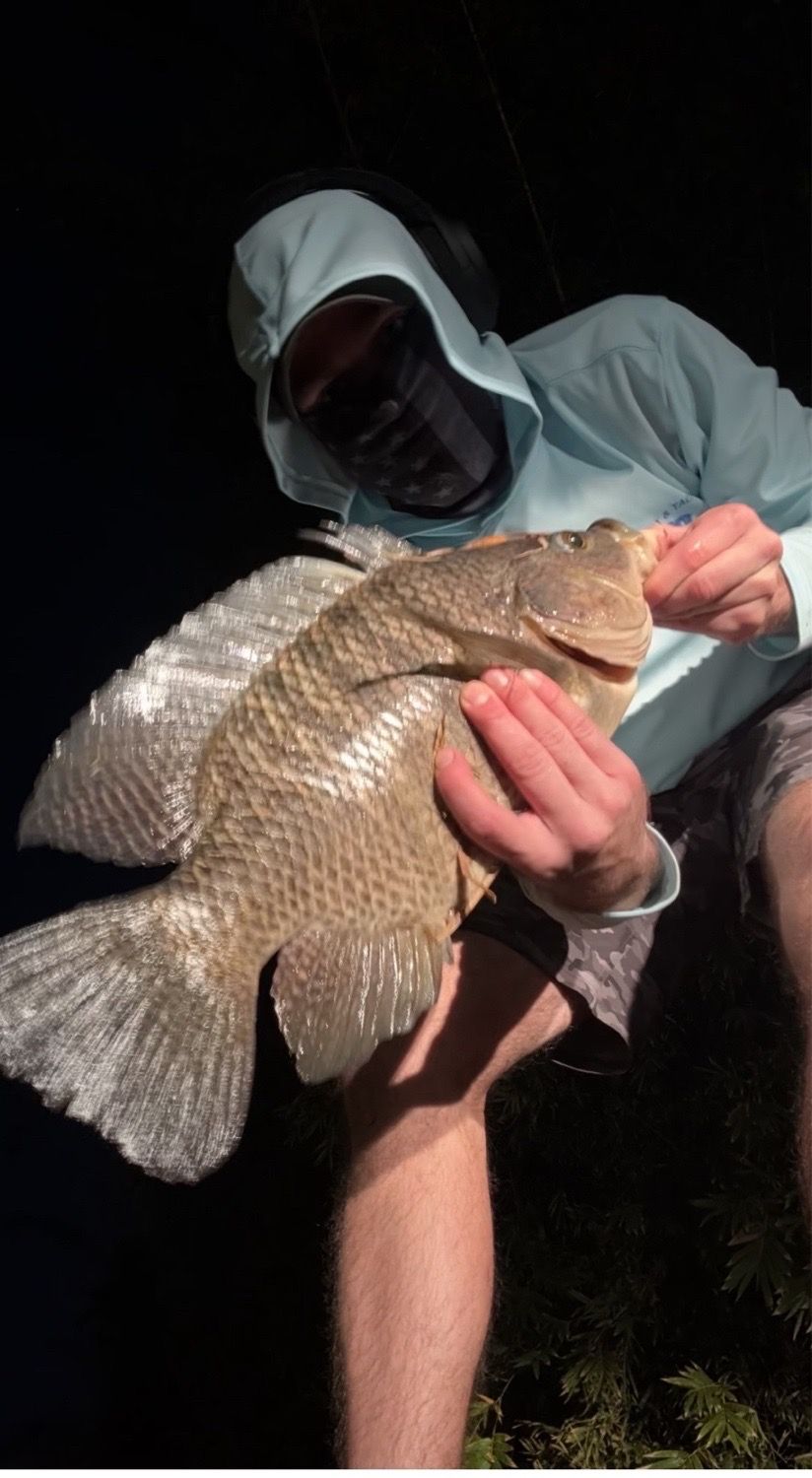 Last Tilapia caught