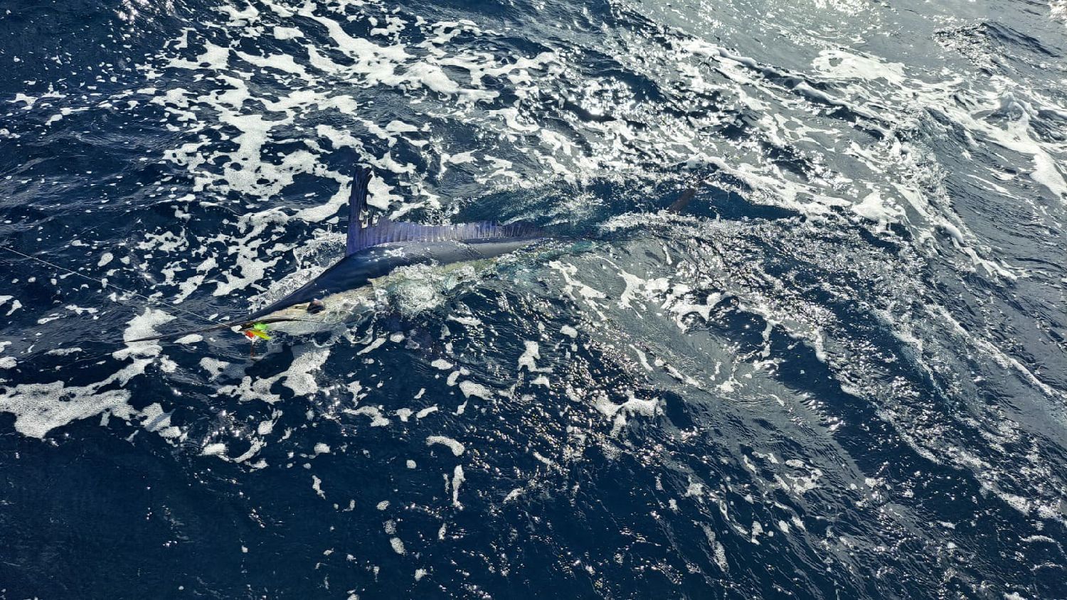 Last White Marlin caught