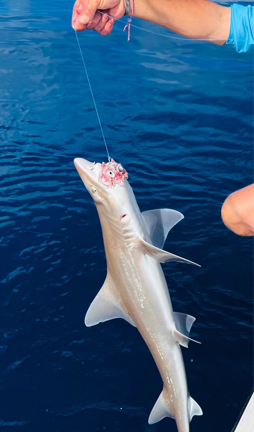 Last Common Smooth-hound caught