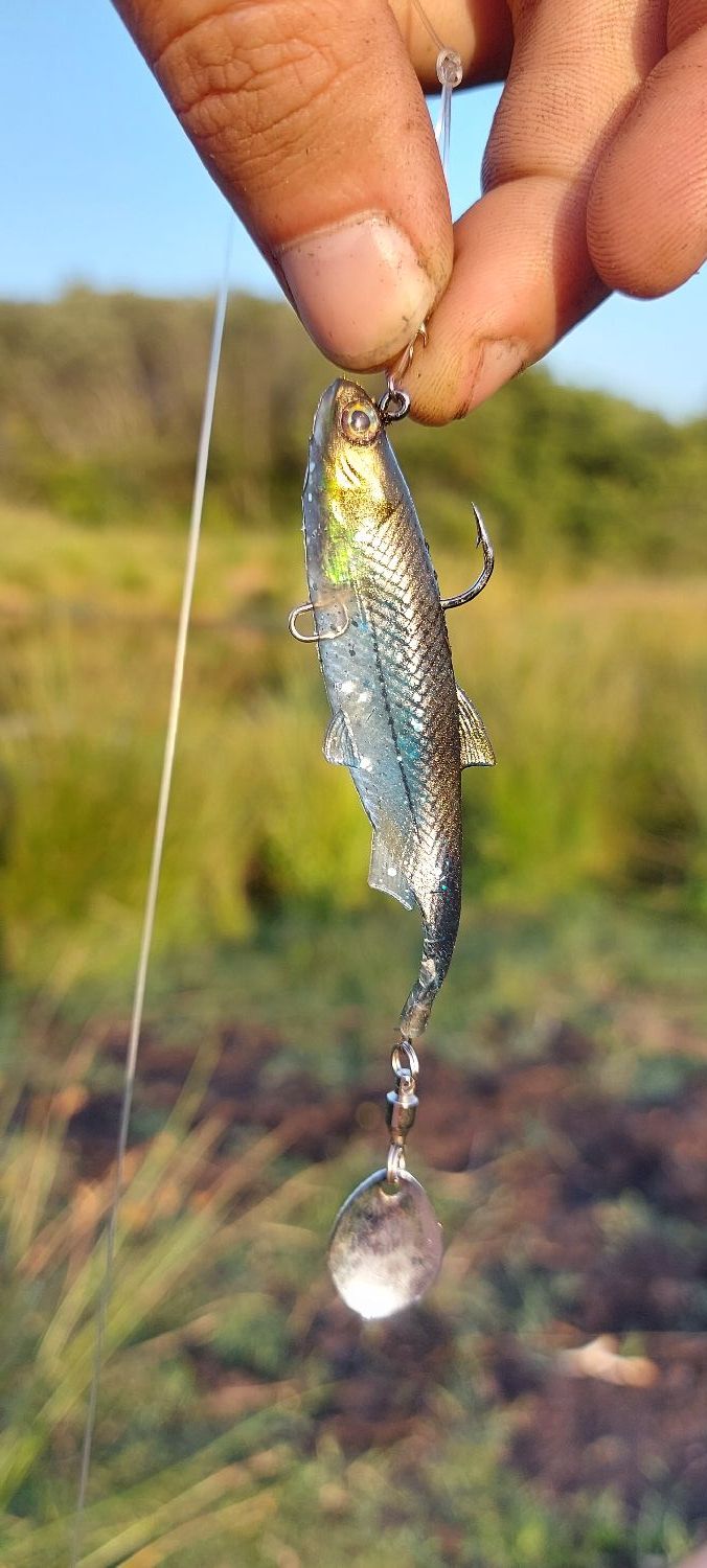 LEURRE SOUPLE SHAD A PALETTES PÊCHE AUX LEURRES ROACHSPIN 150 GARDON