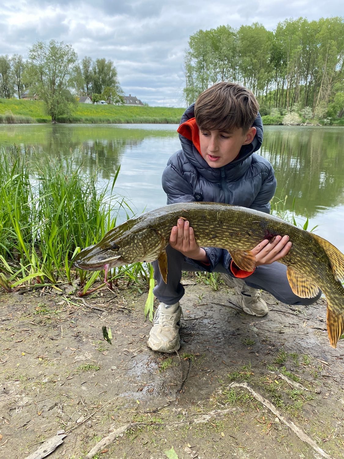 Species Card of Amur Pike