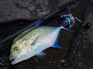 Bluefin Trevally — Alexander Gritsienko