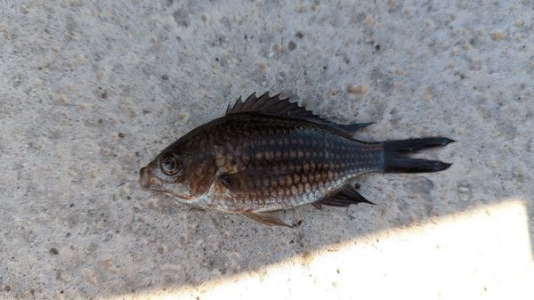 Best gear to fish Damselfish, (Chromis Chromis)