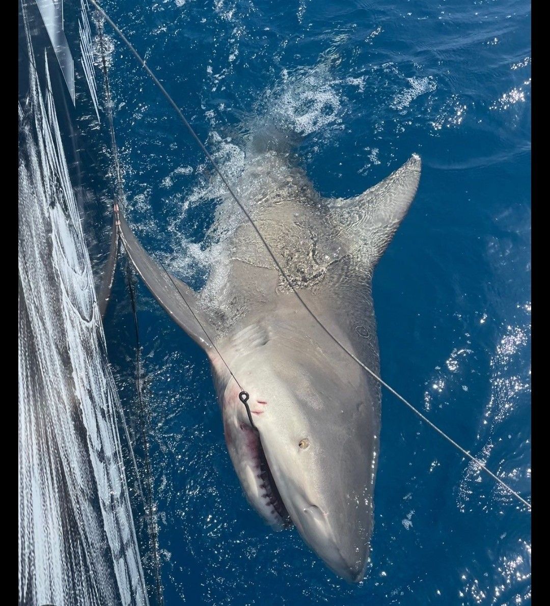 Last Bull Shark caught