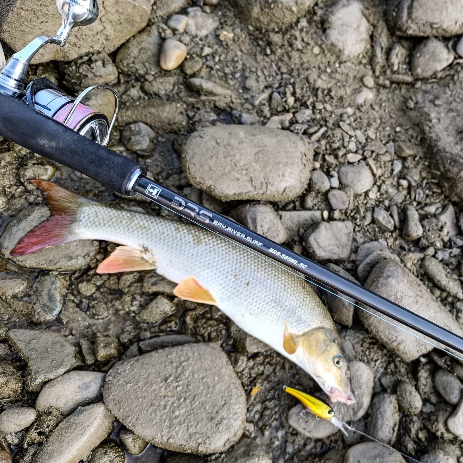 Last Iberian barbel caught