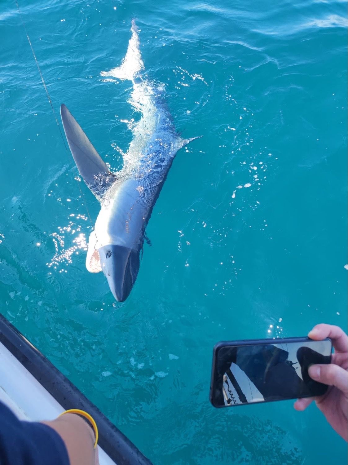 Last Blue Shark caught