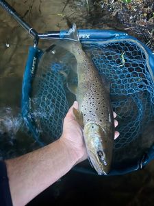 Brown Trout — Quentin Lambel