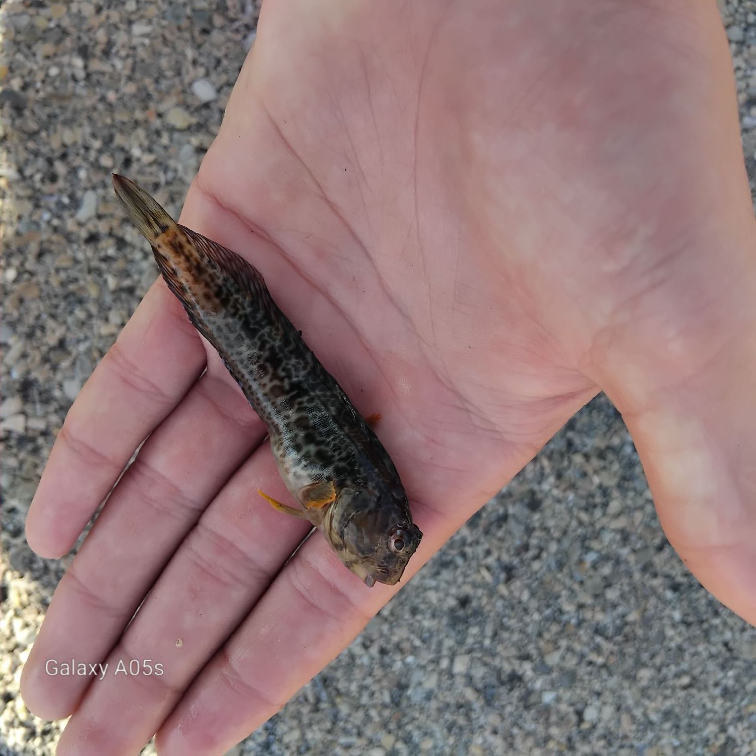 Last Giant Goby caught