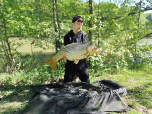 Common Carp — noa tissot