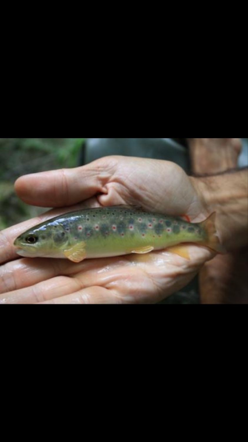 Nylon Pêche Sensas - Spécial Truite 0.25mm - 100 Mètres - Résistance 5.1 Kg