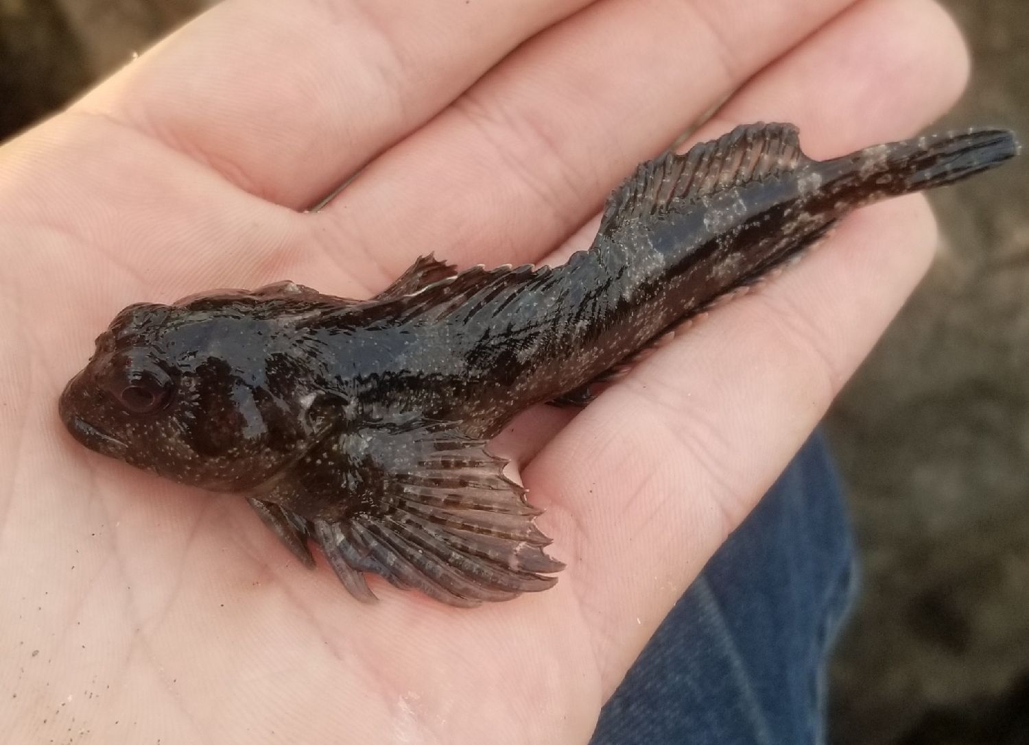 Last Common Intertidal Fish caught