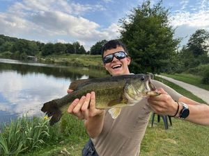 Largemouth Bass — Sacha Darfeuille